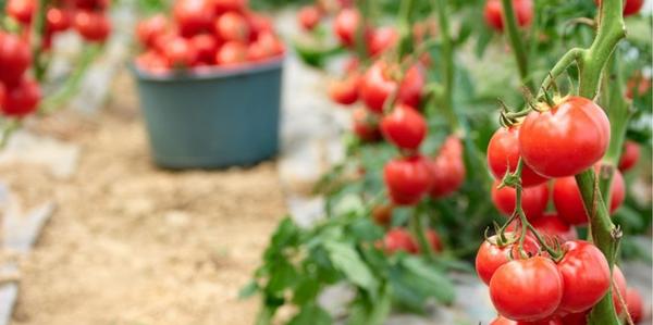 Grafted Tomato Tomatoes Vege Vegetables