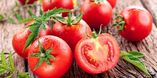 large grade tomato plants, large tomato plants