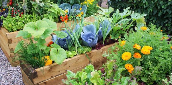 Vegetables, Seedlings