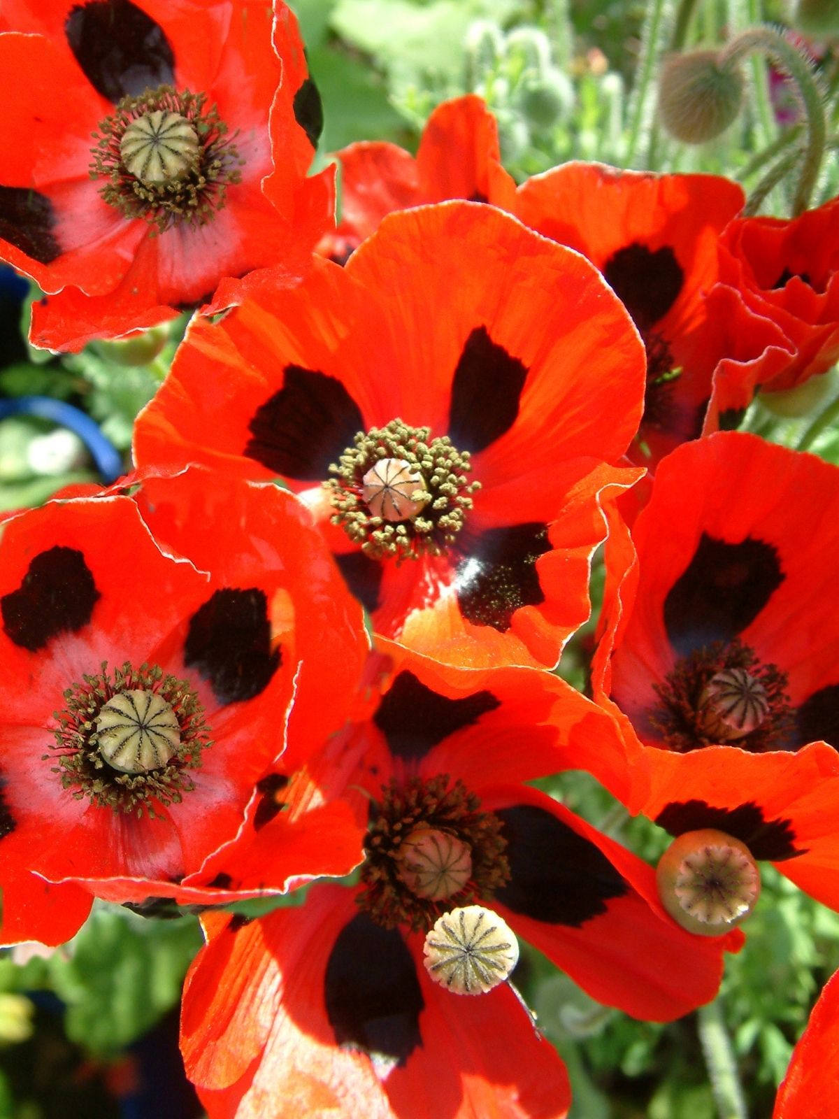 Anzac Poppy