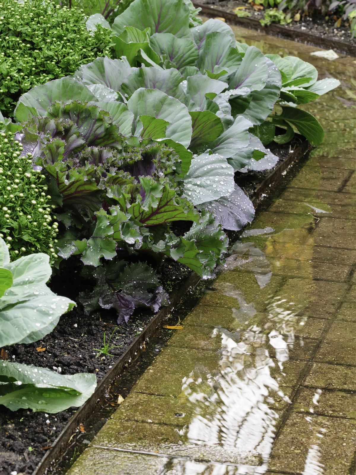 Post-Rain Recovery Post-Rain Recovery