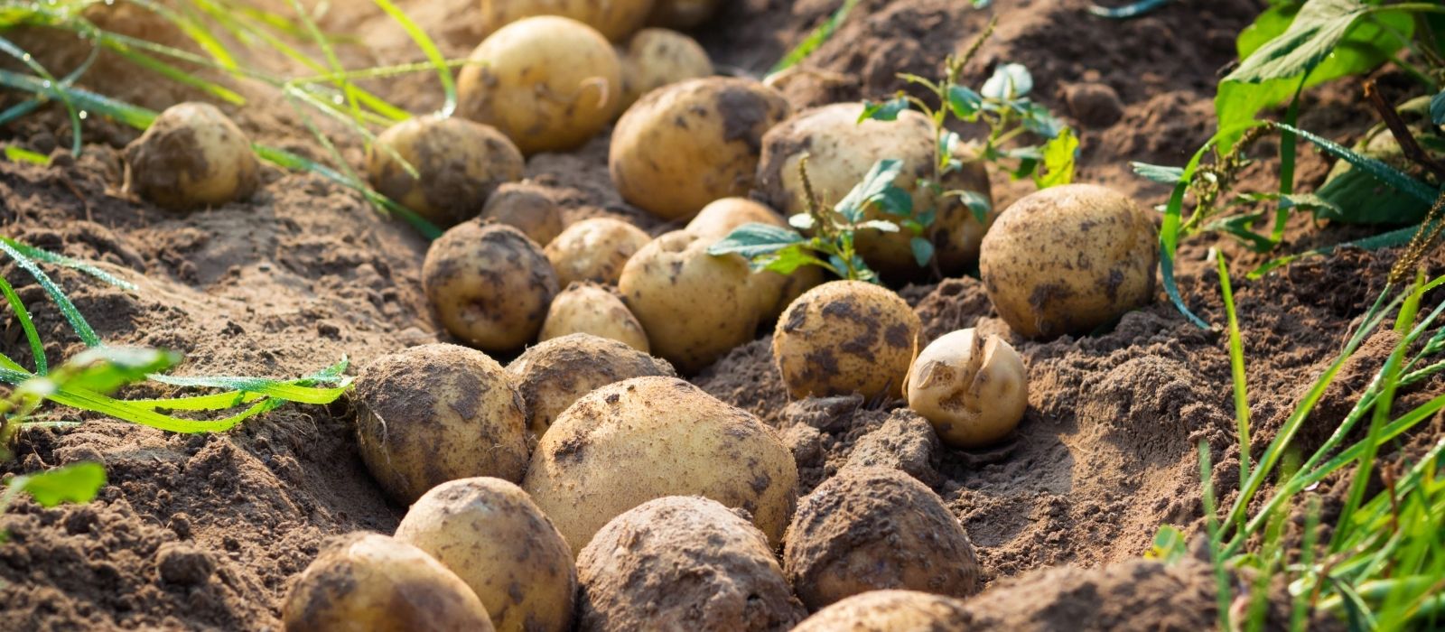 Potatoes: Frequently Asked Questions