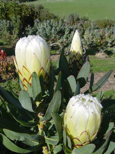 Protea Green Ice 3.5L Protea Green Ice 3.5L