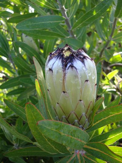 Protea Green Ice 3.5L