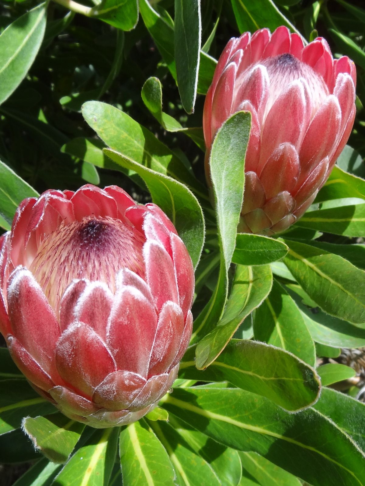 Oderings Garden Centres | Shrub - Protea Pink Ice