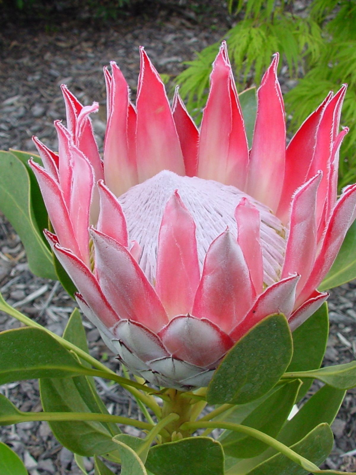 Oderings Garden Centres | Shrub - Protea cynaroides (King Protea)