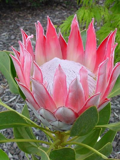 Protea Cynaroides (King Protea) 