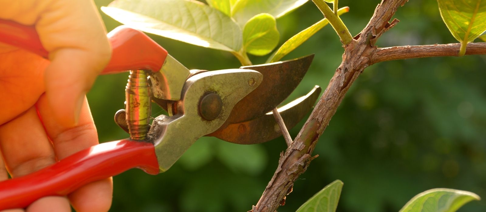 Prune and Train fruit trees