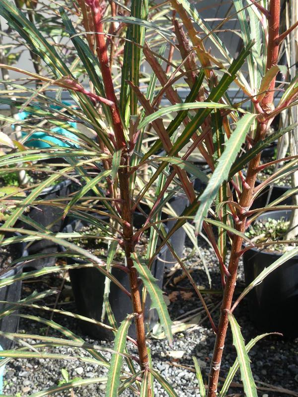 Pseudopanax Fiddlesticks