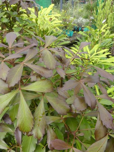 Pseudopanax lessonii Purpurea