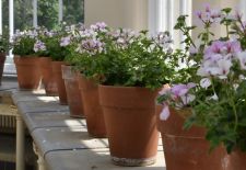 Terracotta Pots & Saucers