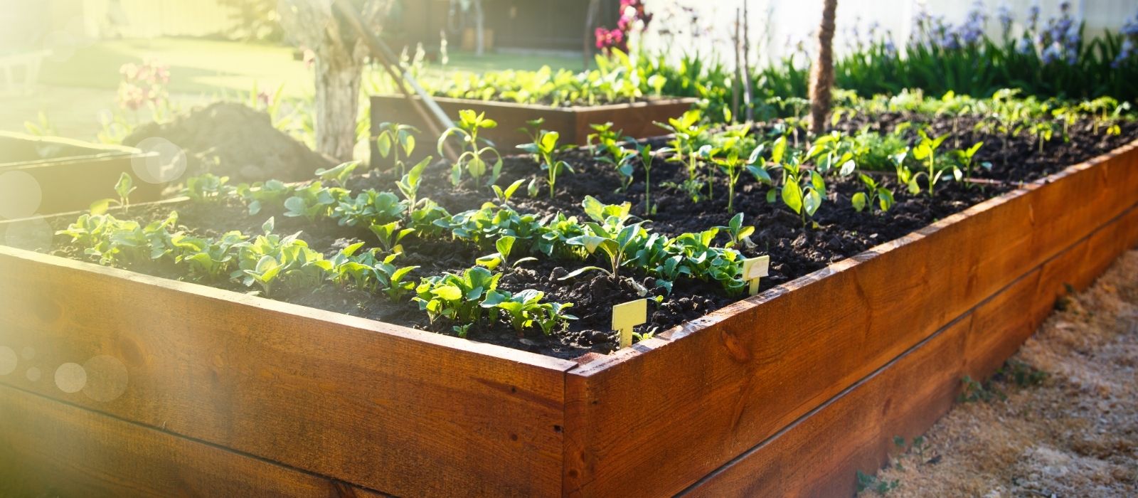 Raised Vegetable Gardens