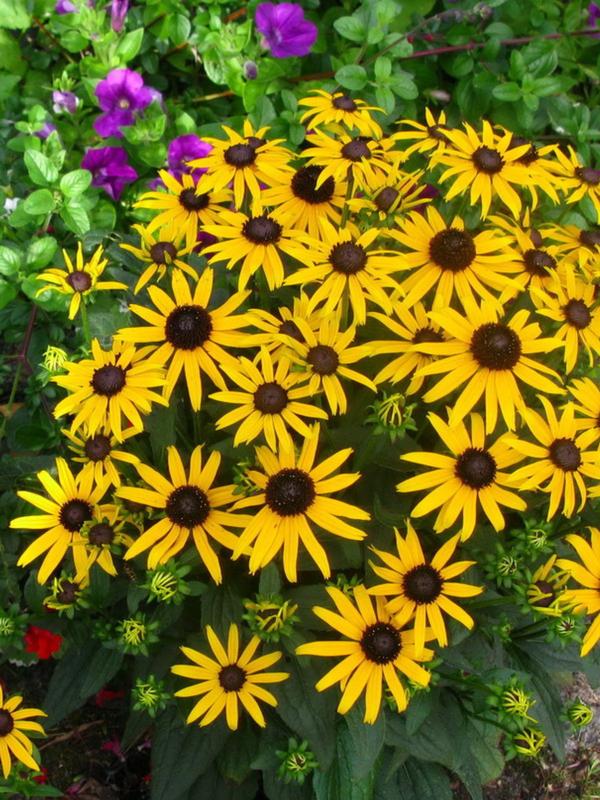 Rudbeckia Little Goldstar 9cm