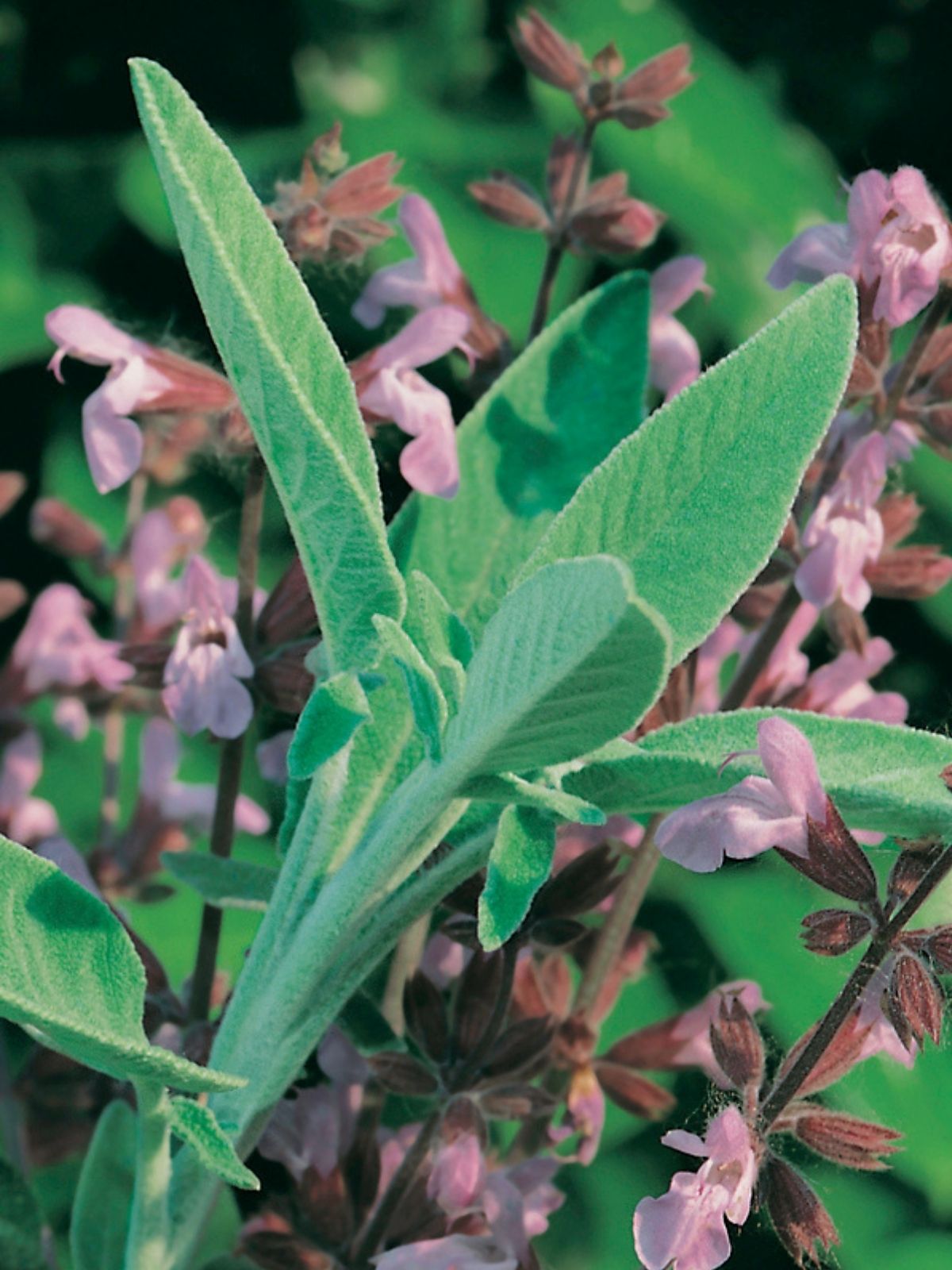 Growing Sage