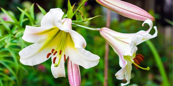 flowering bulbs Christmas lily bulbs