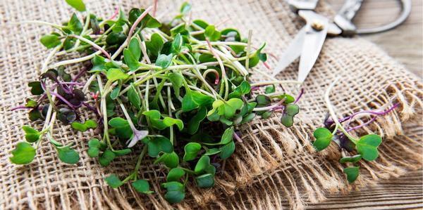 grow fresh, microgreen, sprouts, at home