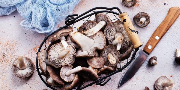 grow your own fresh mushrooms, mushroom kit