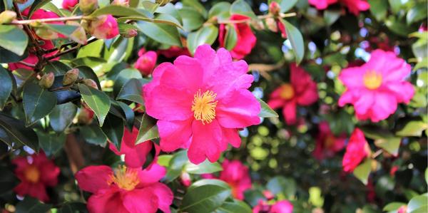 camellia bushes, camellias, flowering shrubs