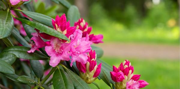 Rhododendron bushes, Rhododendrons, flowering shrubs