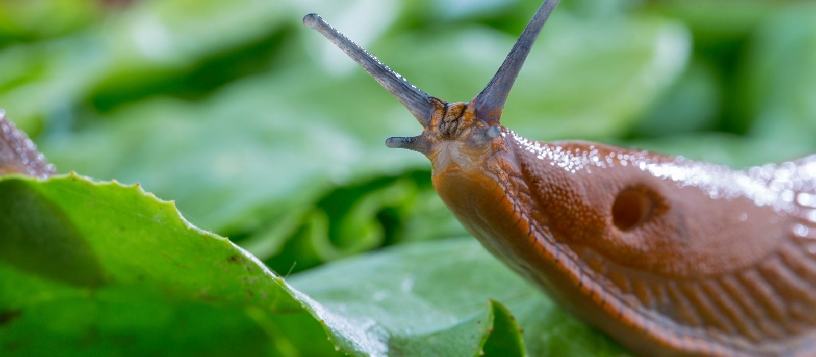 Slugs, Snails, and Caterpillars