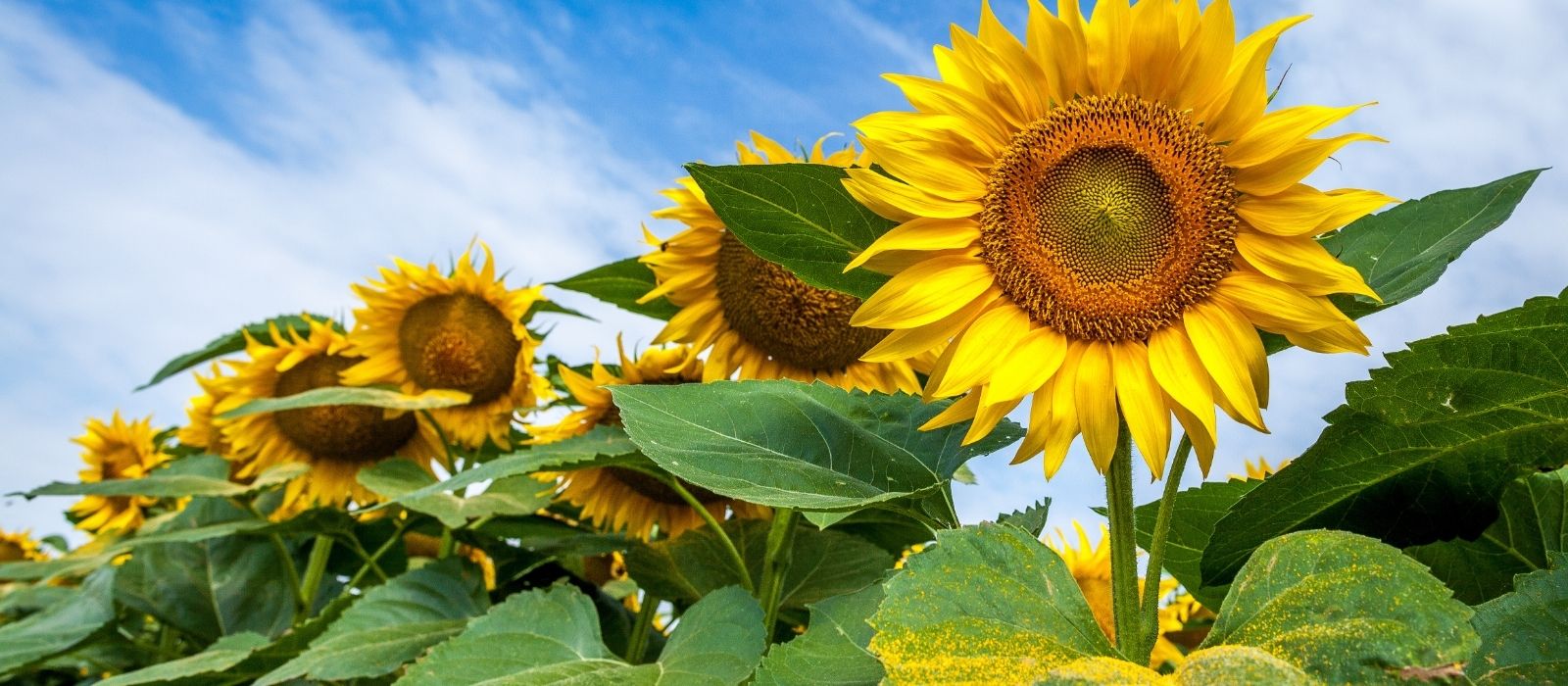 Growing Sunflowers