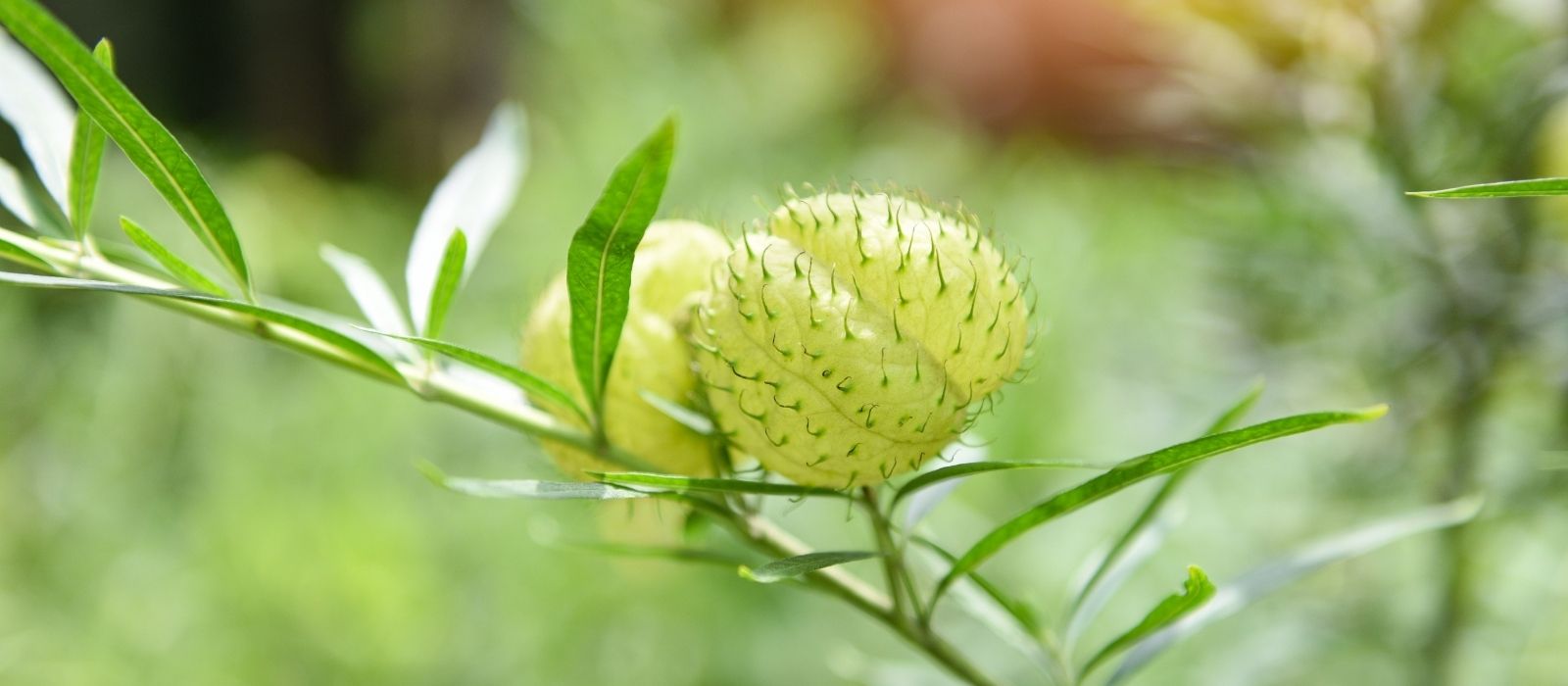 Growing Swan Plants