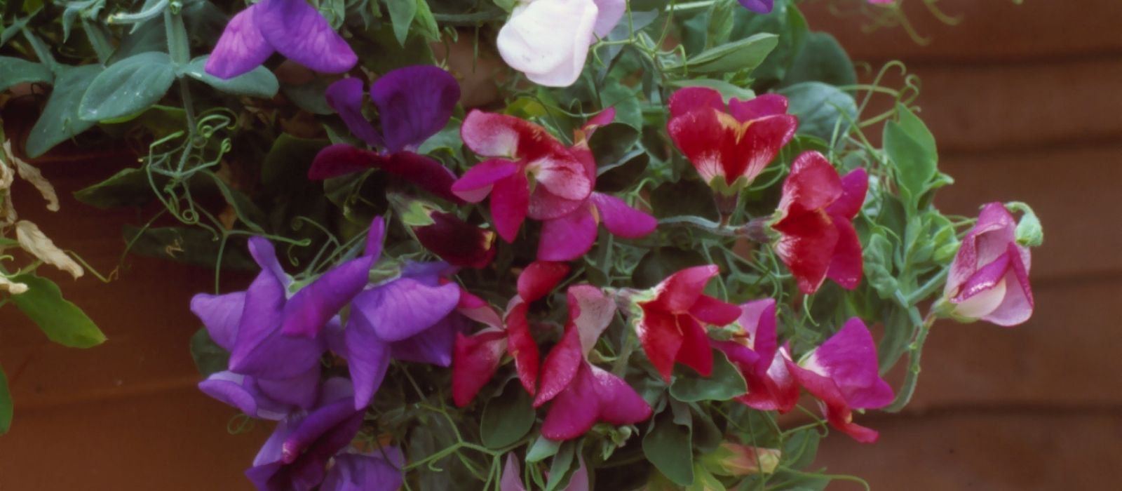 Growing Sweet Peas