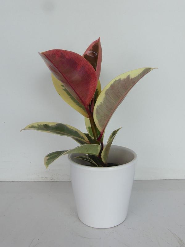 Ficus Elastica Tineke