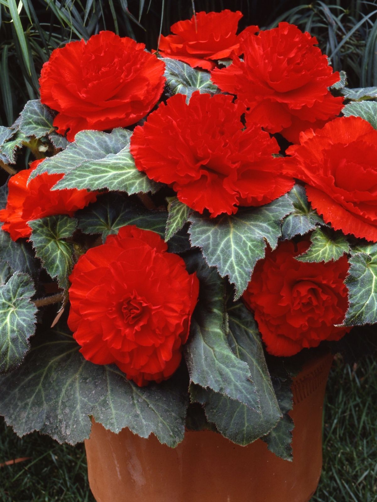 Tuberous Begonias