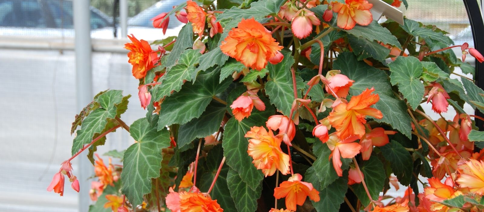 Tuberous Begonias