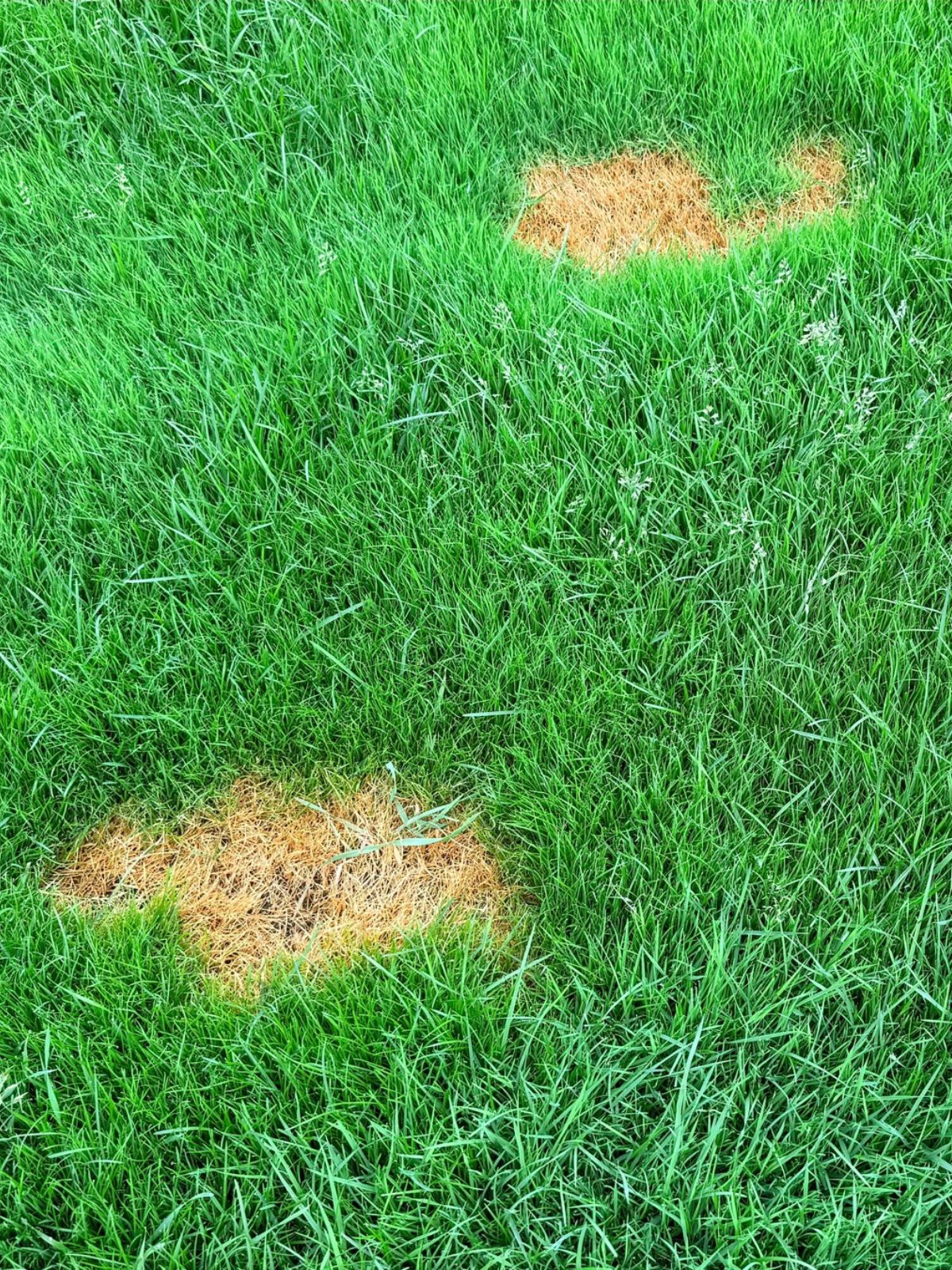 Repairing Patchy Lawns Repairing Patchy Lawns