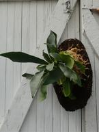 Mounting a Staghorn Fern