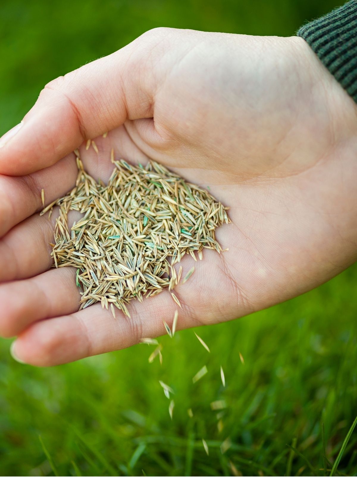 Planting Grass Seed