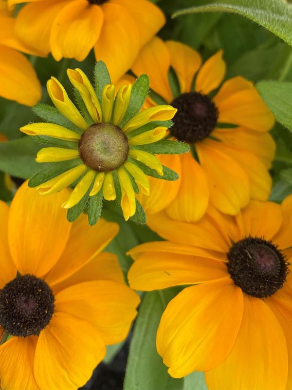 Rudbeckia Golden Yellow