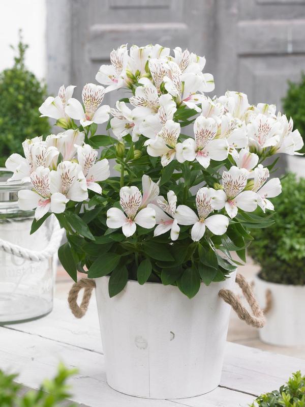 Alstroemeria Magic White 2.5L