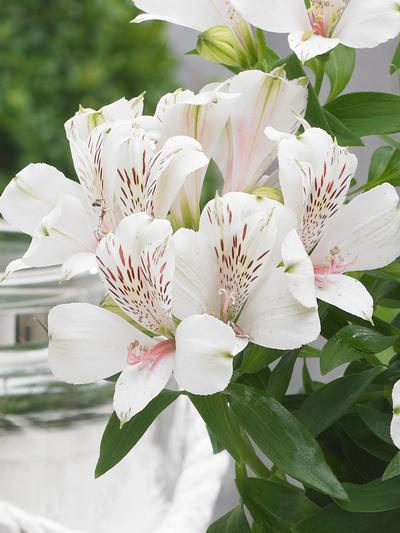 Alstromeria Magic White 2.5L. flower close up