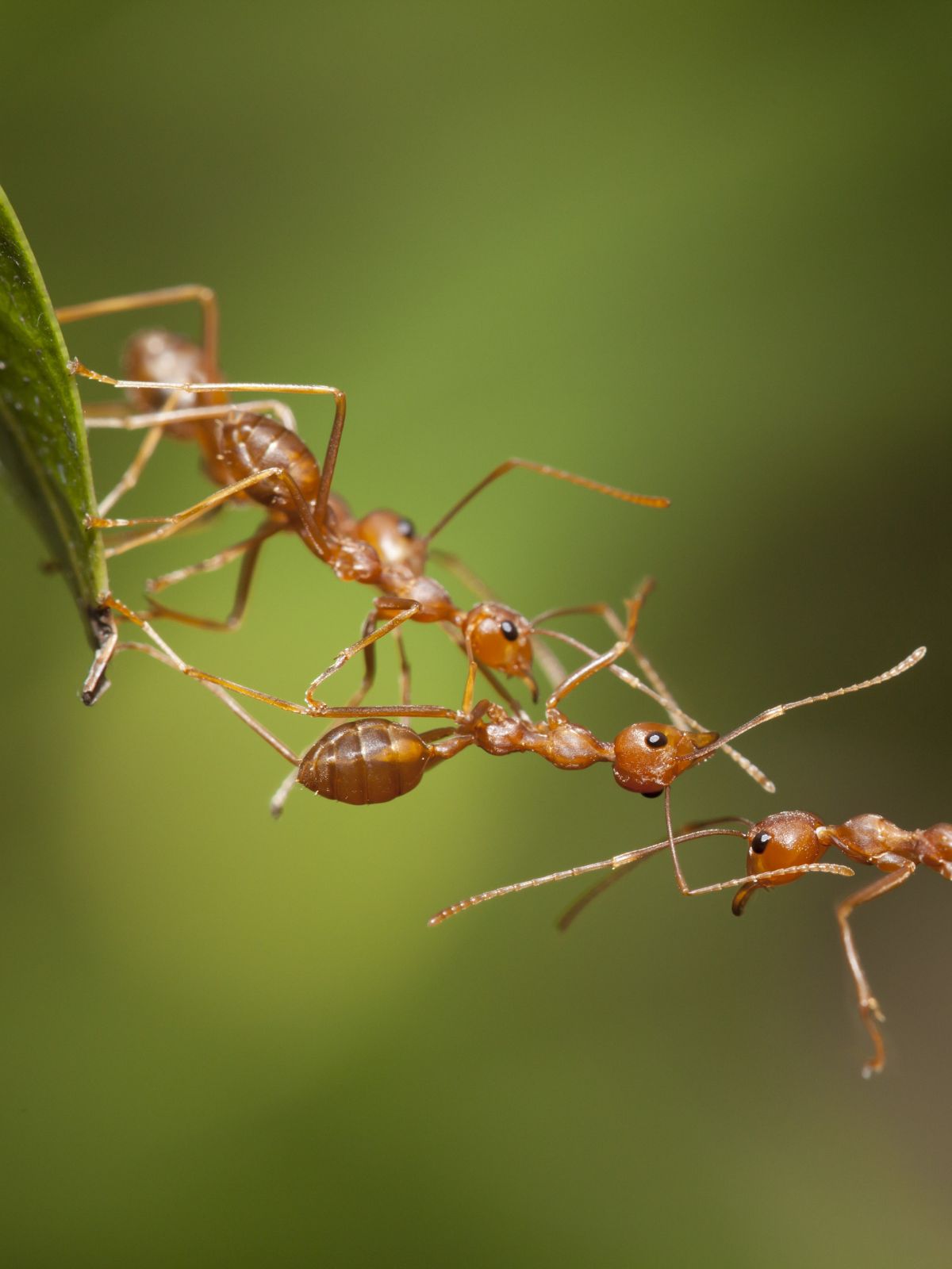 Ant Mastery - Home and Garden Ant Control , workshop