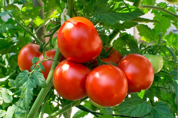 Tomato Workshop, Julian Odering