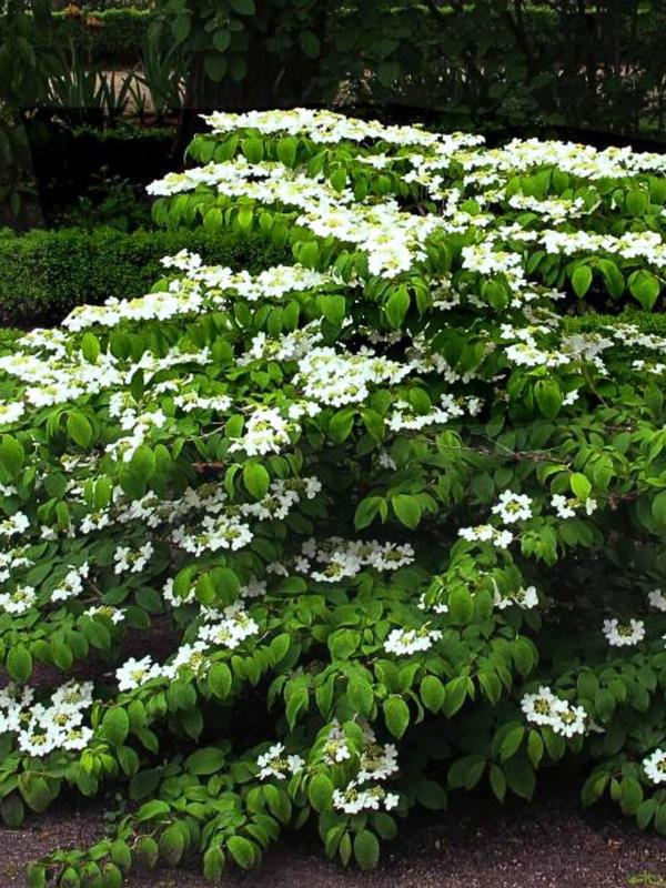 Viburnum Mariesii