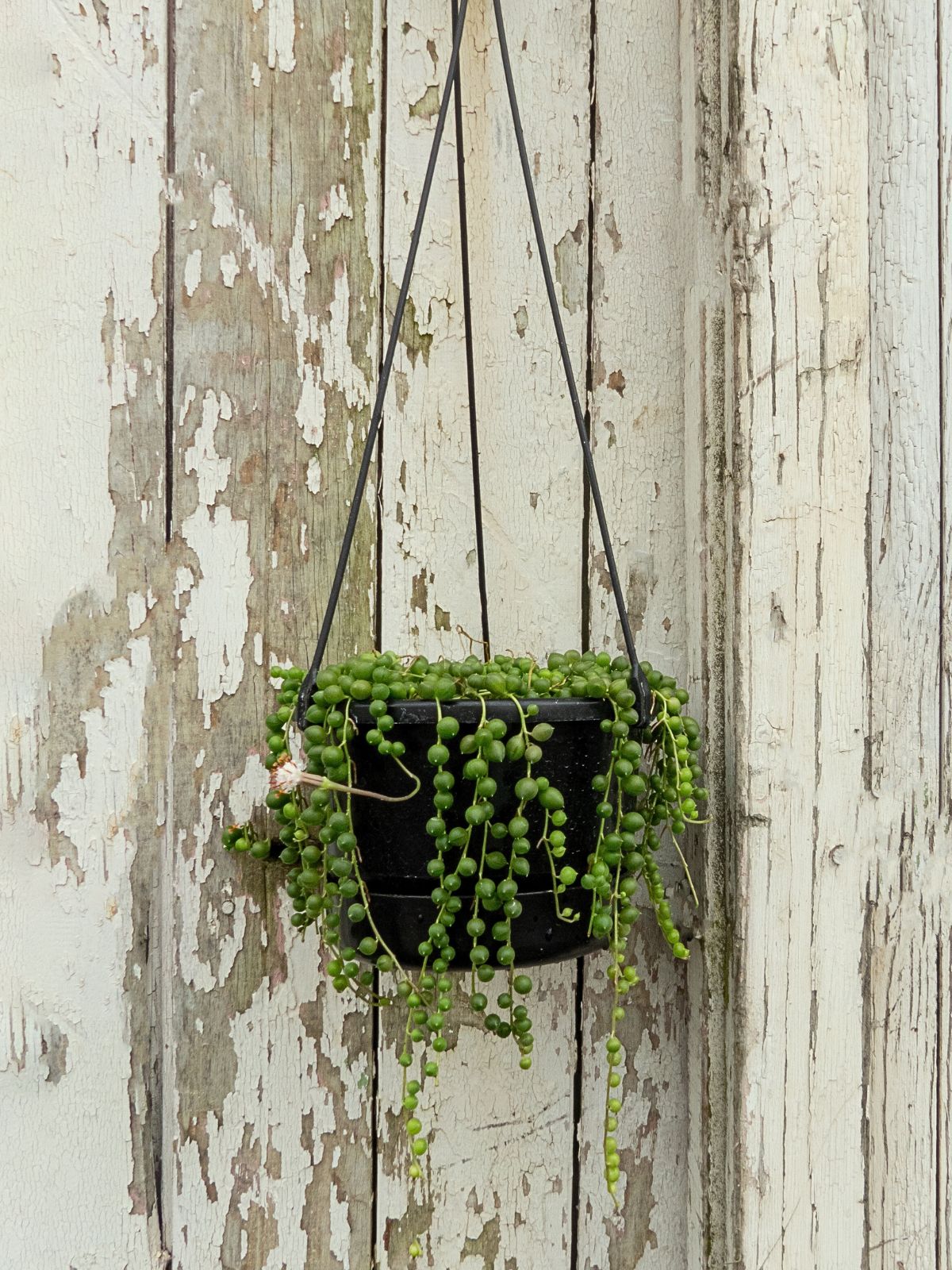 Oderings Garden Centre  Houseplant - String of Pearls Hanging Basket