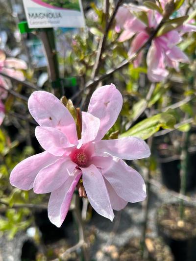 Robinia pseudoacacia 'Casque Rouge' - Northern Irelands Specialist Tree  Nursery