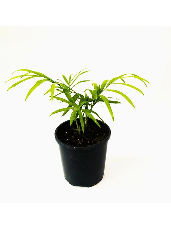 Chamaedorea Parlour Palm 1.3L