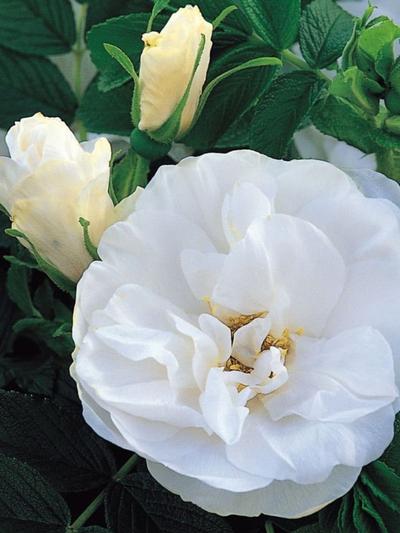 Rose Blanc Double De Coubert