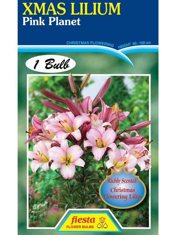 Lily Christmas Pink Planet Bulbs 