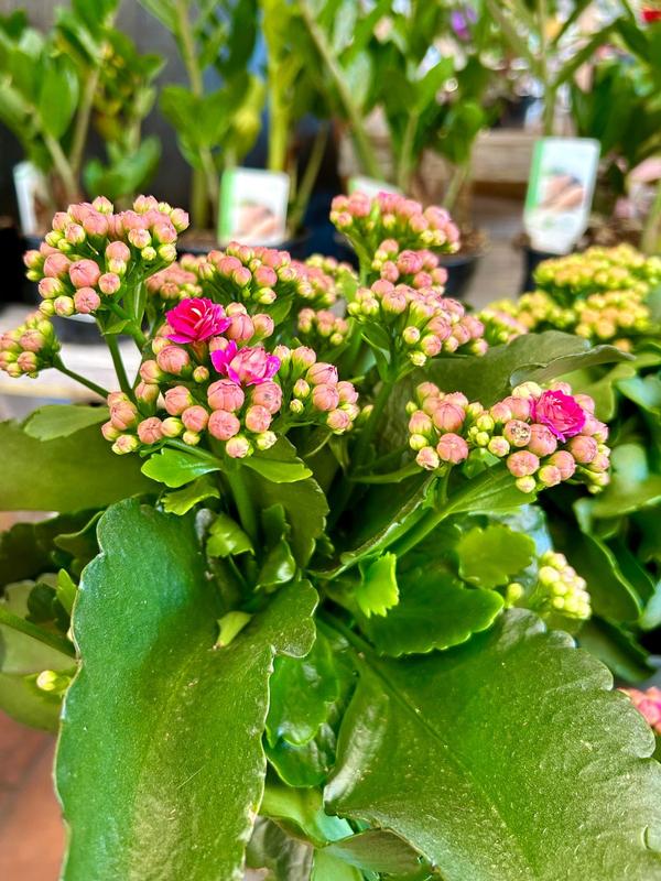 kalanchoe Pink Shades 12cm