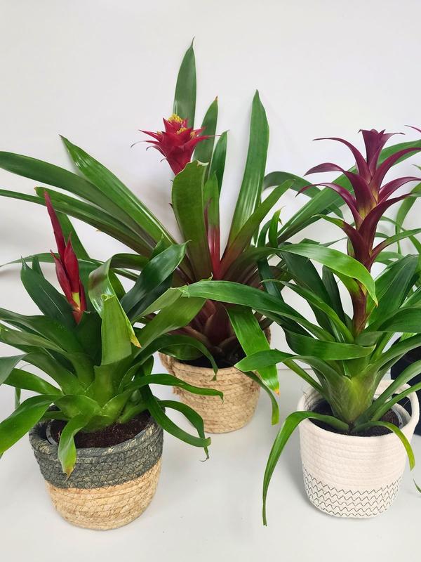 Bromeliad  in Basket 12cm