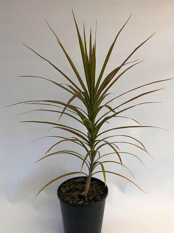 Dracaena Marginata 3.3L