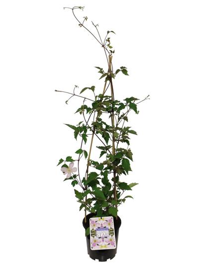 Clematis Giant Star 3.3L
