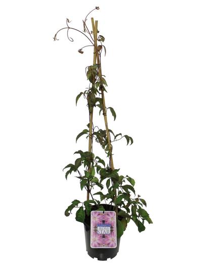 Clematis Ross Star 3.3L 