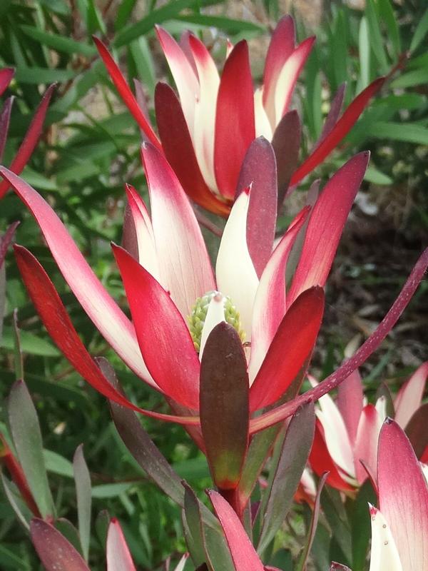  Leucadendron Plum Passion 1.5L